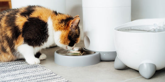 Smart Pet Products That Are Changing How We Care for Our Pets