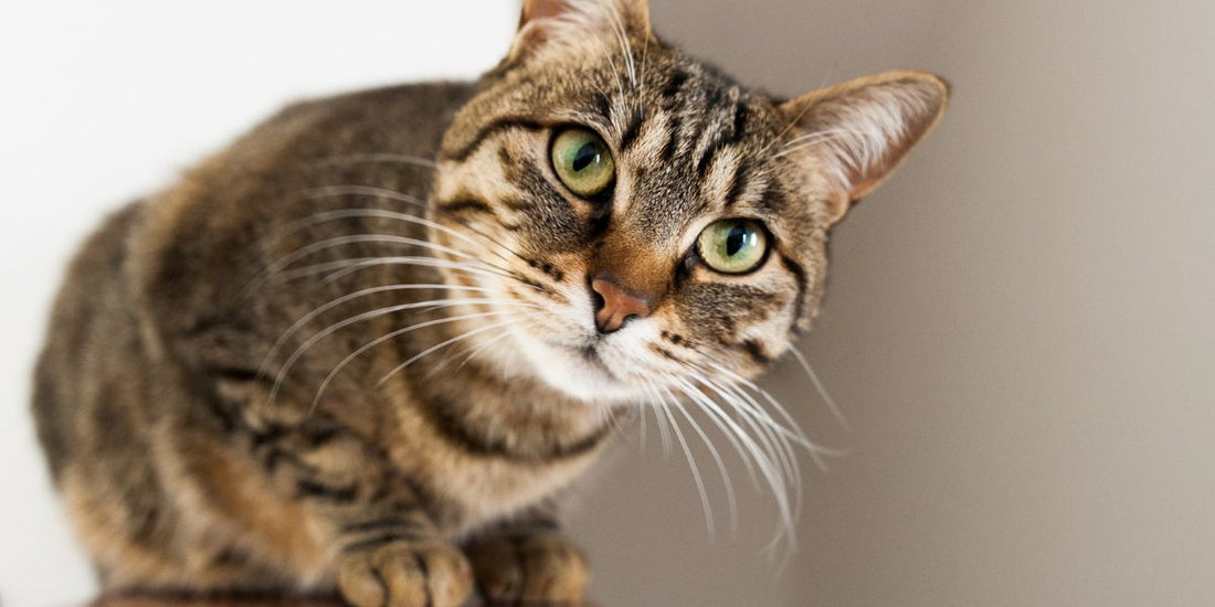 How to Keep Your Cat Active and Entertained Indoors