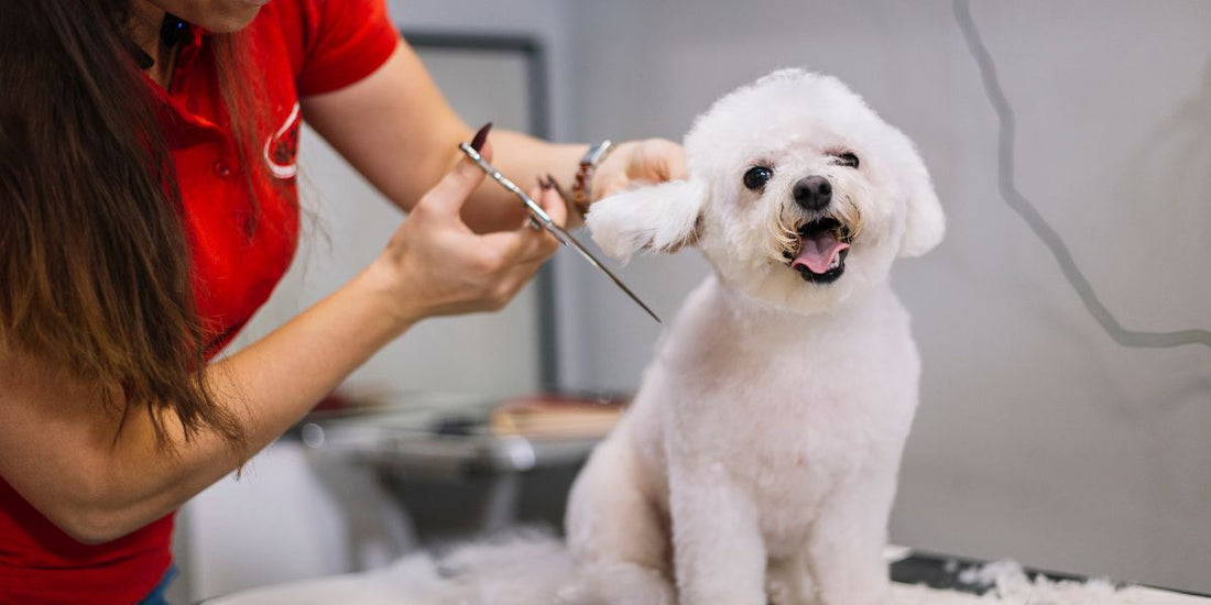 The Ultimate Guide to Grooming Your Dog at Home