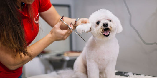 The Ultimate Guide to Grooming Your Dog at Home