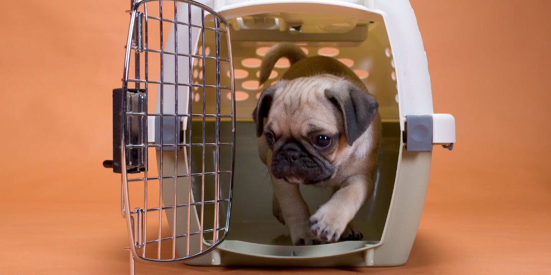 Traveling With Pets: Essentials for Safe and Happy Adventures