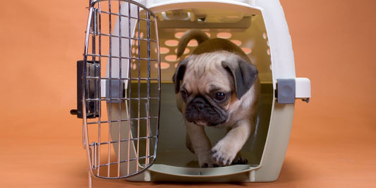 Traveling With Pets: Essentials for Safe and Happy Adventures